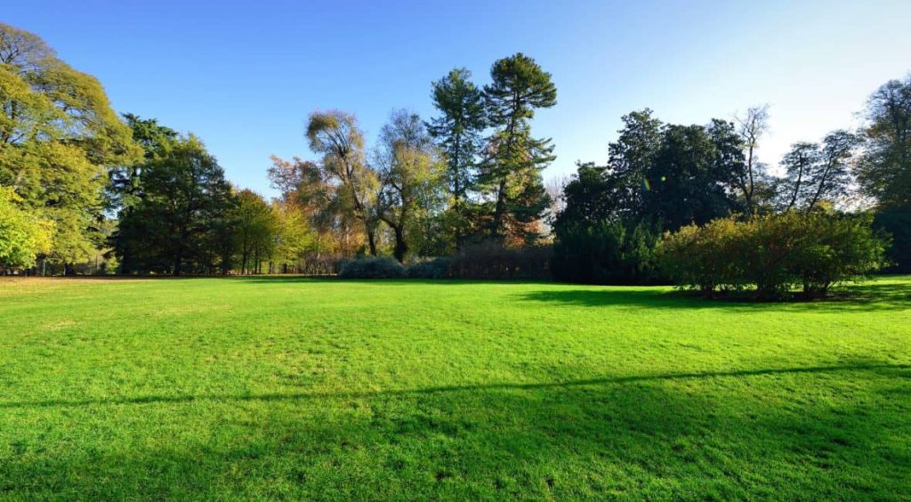 terrain à bâtir plat avec arbres
